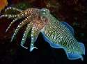 cuttlefish-1024x768.jpg