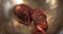 video-fetus.jpg