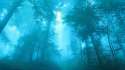 Misty forest.jpg