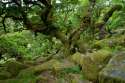 Wistman's Wood - Dartmoor.jpg