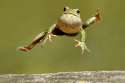 Its-Frog-Jumping-Jubilee-Day.jpg