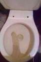 toiler seat.jpg