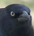angry crow.jpg