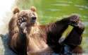 Brown-Bear-in-Playing-Mood-HD-Wallpaper.jpg