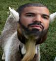 drakes-the-goat.png