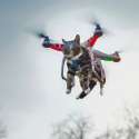 Cat Drone.jpg