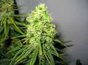 30635_flowering-marijuana.jpg