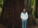 Redwood.jpg