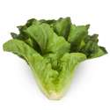romaine-lettuce1.jpg