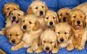 Cute-Puppies-puppies-22040946-1280-800.jpg