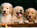 635850239260399543572446304_hd-pictures-of-cute-cute-puppies.jpg
