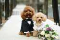 3-Cute-Puppies-Wedding-Rumble.jpg