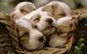 cute-puppies-2.jpg