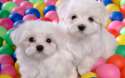 Cute-Puppies-puppies-22040904-1280-800.jpg