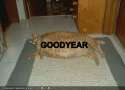 funny-pictures-goodyear-blimp-cat-on-your-carpet.jpg