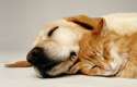 sleeping-dog-and-cat-2.jpg
