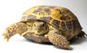 Horsfield's tortoise shutterstock_70231024.jpg