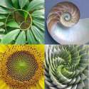 fibonacci.jpg