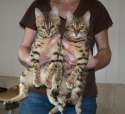 asia-and-africa-bengal-kittens-for-sale-525585b3363ed.jpg