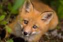 red-fox_400.jpg