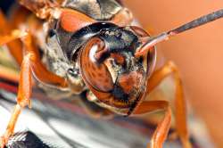 red paper wasp.jpg