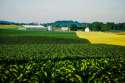 Farm corn 1.jpg