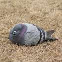 rock-pigeon-sleeping-1a.jpg