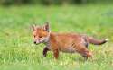 7004992-cute-fox-cub.jpg