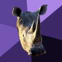 Sexually Oblivious Rhino.jpg
