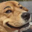 dogs-with-eyebrows.jpg