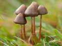 psilocybe-semilanceata7.jpg