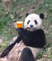 panda-beer.jpg