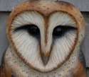 barn owl.jpg