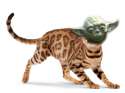 Yoda Pussy.png