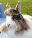bunny beautiful hair.jpg