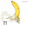 155898 - Pi banana food fruit haison inanimate mathematics.jpg