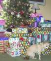 Dogs_-_Christmas_Present.jpg