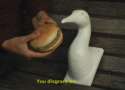 bird-burger-disgrace.1408235490275.png