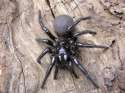 spiders_au_sydney_funnel_web-1030x771.jpg