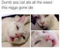 Cat ate weed.png