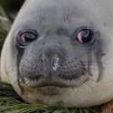 crying sea lion.jpg