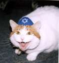 Jew cat.jpg
