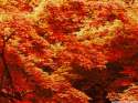 Autumn 2 (2000x1500p).jpg