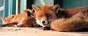 Captive_red_foxes.jpg