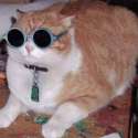 catwithglases.jpg