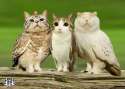 meowls-cat-head-owl-body-1.jpg