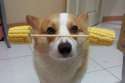 china-pet-dog-balances-differents-things-on-nose-head-preview.jpg