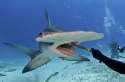 hammerhead shark.jpg