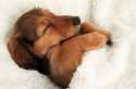 comfy_sleeping_pupper.jpg