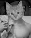 Abercrombie-Cat.jpg